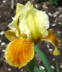 Iris - Vilkdalgis - Honey Glazed